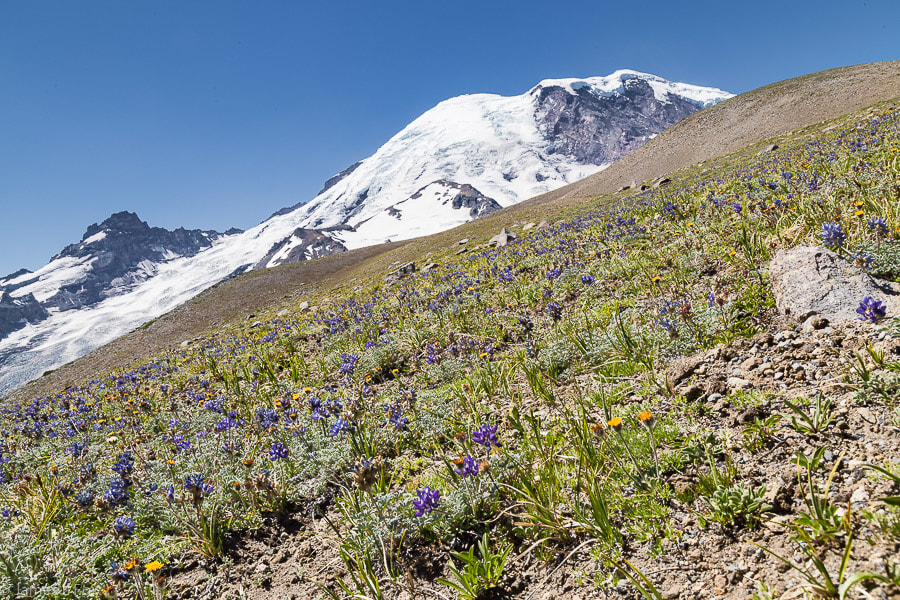 Picture, Mount Rainier with Wildflowers